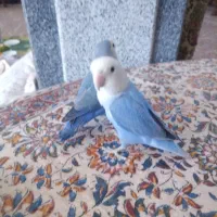 طوطی کتوله رام رام|پرنده|زرند, |دیوار