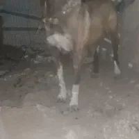 سگ لاس
