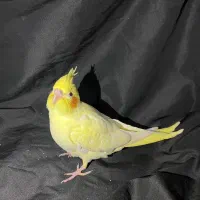 جوجه عروس هلندی