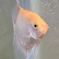 ماهی|ماهی|گلبهار, شهر جدید گلبهار|دیوار