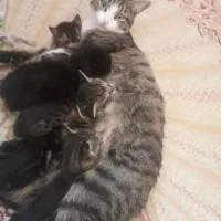 گربه مادر با بچها