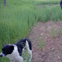 سگ گمشده بهبهان