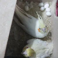 عروس هلندی جفت