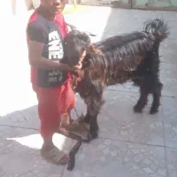 بز دشتی