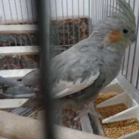 یک عدد عروس هلندی