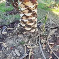 خدمات باغبانی و نخل