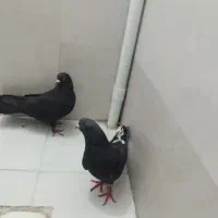 کفتر یا کبوتر زاغ دم سفید