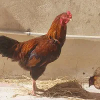 خروس فروشی یا معاوضه