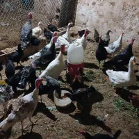 بوقلمون محلی،جوجه خروس،باری|حیوانات مزرعه|کازرون, |دیوار