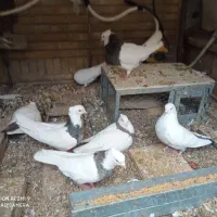 طوقی و دمبی