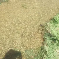 زمین کشاورزی (لنجان ، اصفهان)