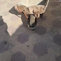 فرغون|ابزارآلات|شیراز, شریفآباد|دیوار