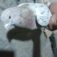 یک عدد سرور هفت رنگ