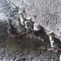 ۹ تا جوجه بوقلمون محلی همراه مادرشون
