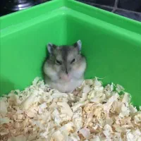 همستر کمپل|موش و خرگوش|کرج, فاز ۳ گوهردشت|دیوار