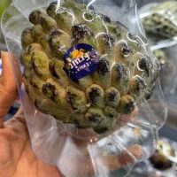 استخدام سرزمین میوه با حقوق عالی