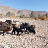 گوسفند زنده