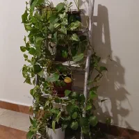 استند چوبی با گلدانهای پوتوس|گل و گیاه طبیعی|تهران, والفجر|دیوار