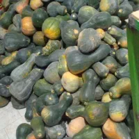 کدو حلوای درجه