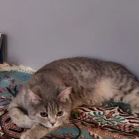 فروش گربه بریتیش شورت هیر ماده