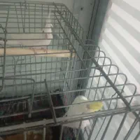 عروس هلندی بالغ|پرنده|پاکدشت, پاکدشت (مامازند)|دیوار