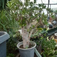 گل و گیاه|گل و گیاه طبیعی|کرج, اصفهانی‌ها|دیوار