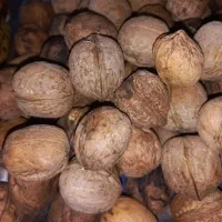 گردو تازه امسالی