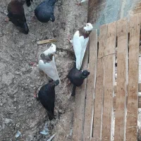 کبوتر|پرنده|شوشتر, |دیوار