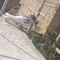 کبوتر بیگیری معاوضه با کفتر بهبانی