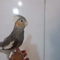 عروس هلندی سینامون