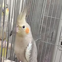 فروش عروس هلندی نر و ماده