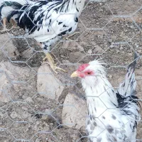 خروس گلین اصل|حیوانات مزرعه|شیراز, علی آباد|دیوار