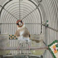 سهره دورگ سرسیا ماده جوجه قفسی زیر دهنی پر زور|پرنده|شیراز, رکنآباد|دیوار