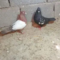 سینه سرخ سینه سیاه مفت