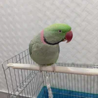 شاه طوطی چلوندنی