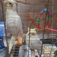 عروس هلندی جفت