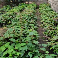 نهال کیوی تلخ|گل و گیاه طبیعی|چوبر, |دیوار