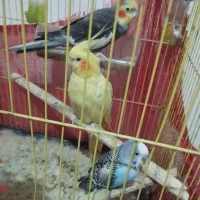 فروش عروس هلندی و مرغ عشق