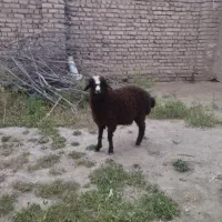 یک عدد بره نر سالم سر حال واکسن خورده