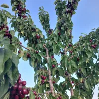 ۳ تا قطعه زمین باغی فروشی در نیر