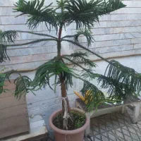 کاج مطبق جوان