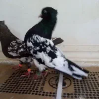کله سیاه صرب نر