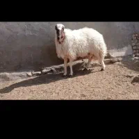 بره قوچی سنجابی|حیوانات مزرعه|کاشمر, |دیوار