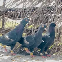 کبوتر سرک سیاه