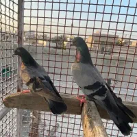 کبوتر پرشی