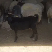 یک عدد بز دو قلو زا