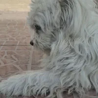 سگ پشمالو|سگ|شیراز, زرهی|دیوار