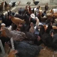 مرغ تخمگذار