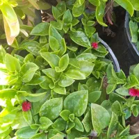 گل روز مادر ماندگار ویلدا|گل و گیاه طبیعی|بروجرد, |دیوار