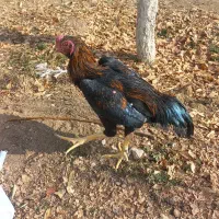 خروس لاری|حیوانات مزرعه|آبسرد, |دیوار